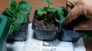 Без этого не вырастить клубнику? на подоконнике.