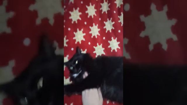 Я вернулся и моя кошка Ася! смотреть онлайн