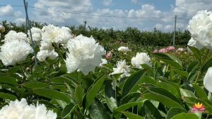 ТОП-5 пионов - красные, розовые, белые / Сад Ворошиловой