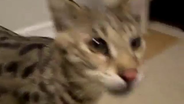 Кошка саванна смотреть онлайн