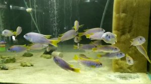 Ацей мзули (лювала риф, acei msuli, luwala, Pseudotropheus)