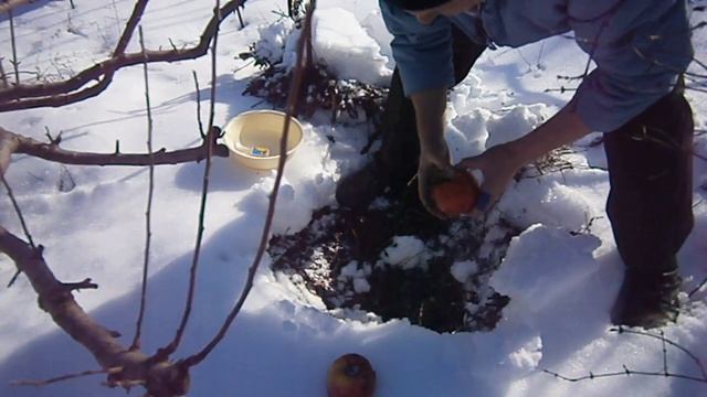 Снеговой земляной лабаз - хранение яблок и овощей зимой смотреть онлайн