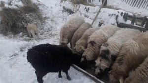 Подкормка овец овсом