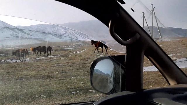Вольные казахские аборигенные волкодавы -тобеты. Tobet-boribasar.kz. смотреть онлайн