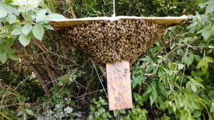 Снятия пчелиного роя с высокого дерева.