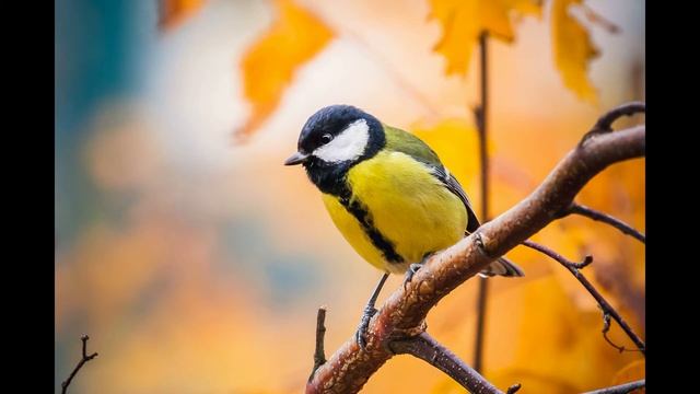 12 ноября Синичкин день смотреть онлайн