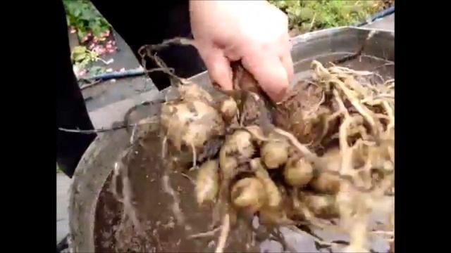 Как выкопать и подготовить георгины к хранению. Марценюк Надежда смотреть онлайн