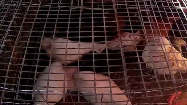 Домашние куры несушки Бизнес смотреть онлайн