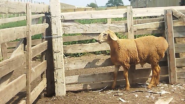 Гиссарский баранчик Грубого типа рождён в двойне от Слона ( 12.08.2023 г) +79054444790 смотреть онлайн