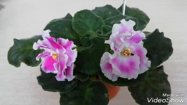 Фиалка ЕК- Кубанская Казачка/Первое и второе цветение - вот это разница!!!! смотреть онлайн