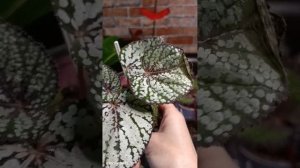 Сохнут листья у бегоний