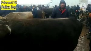 Молбозори Хочи шариф нарху наво гусалача ва Буқаи боқидаги 22.01.2021