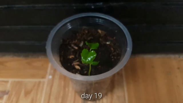 HOW TO GROW ORANGE JASMINE (Murraya paniculata) FROM SEED смотреть онлайн