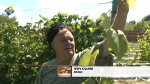 Игорь Кузьмин выращивает 265 видов винограда