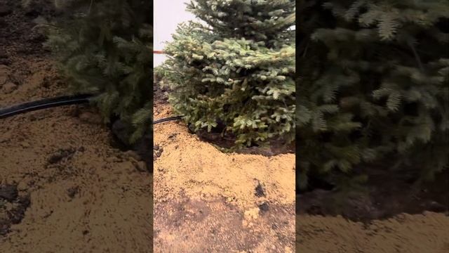 Полив Влагозарядковый перед Зимой #Крупномеров #ель #ельголубая #посадка #питомникрастений #хвойные
