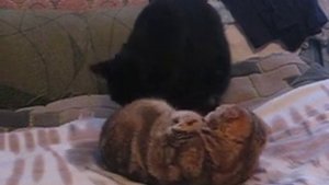 Вот прикол. Кот подмывает кису.