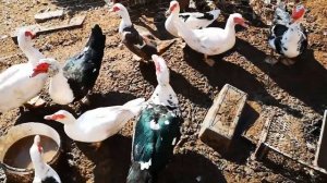 Индоутки (Мускусные утки) отзыв птицевода