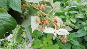 Малина Амира - первогодка в Средней полосе России