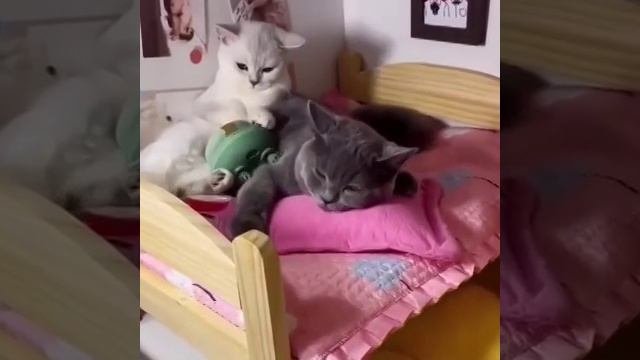 ВСЕ КАК У ЛЮДЕЙ#RUTUBE#мемы#РЕЛАКС ВИДОС#В ТОП↓↓↓