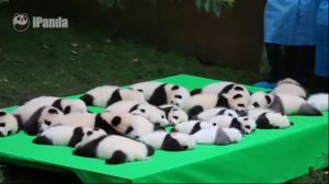 23 очаровательные маленькие панды отдыхают