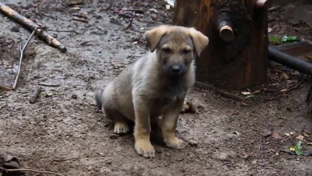 отдам щенка бесплатно смотреть онлайн