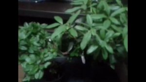 Янтарная Кислота для Растений. Польза и как применять.