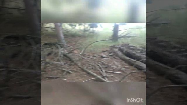 04-06-2021 белый гриб. смотреть онлайн