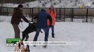 Доберманы, обучение фигуранта, информация для оператора съёмки