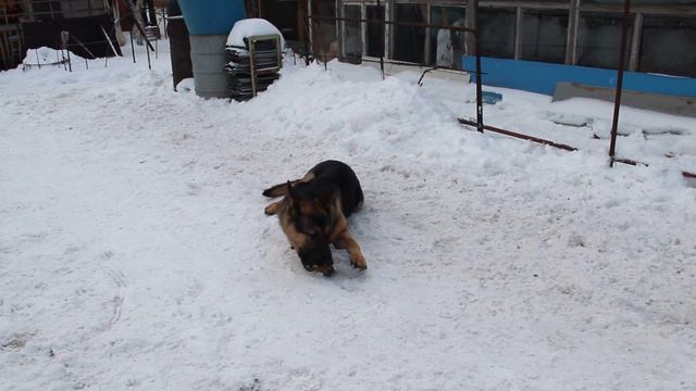 Зимняя забава собаки смотреть онлайн