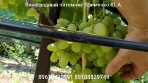 виноград Вектор, селекции Калугина