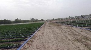 Клубника Квики,Клери,Лофти.