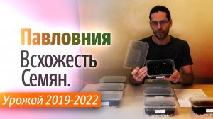 Всхожесть семян Павловнии. Урожай 2019 - 2022 года