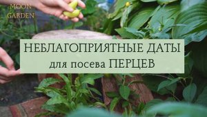 ПЕРЕЦ: Лунный Посевной Календарь на ЯНВАРЬ 2024 год! Когда сеять / сажать семена перцев на рассаду?