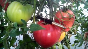 Характеристики и описание томатов сорта Абаканский розовый