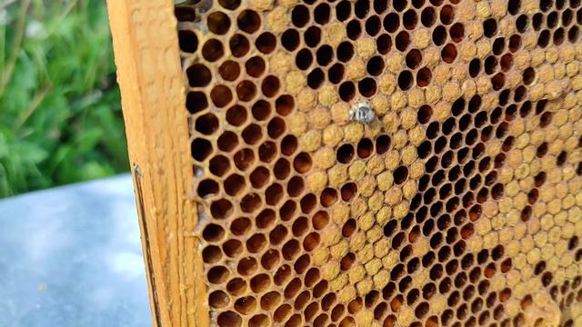 Как рождается пчела. смотреть онлайн