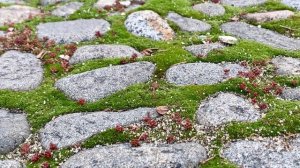Как удалить сорняки между плиткой, камней?