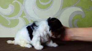 Бивер йорк девочка