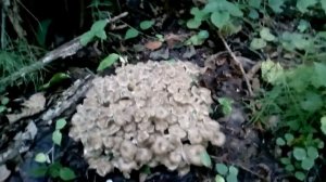Трутовик зонтичный, трутовик разветвленный, грифола зонтична (Polyporus umbellat)