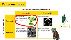 Автотрофы, гетеротрофы, хемотрофы, фототрофы – что это значит? / Типы (способы) питания организмов