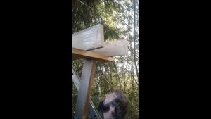 Выбор места и установка колоды для пчёл.