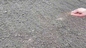 УЛУЧШАЕМ КАЧЕСТВО ПОЧВЫ РАСТЕНИЯ СИДЕРАТЫ ФАЦЕЛИЯ  #удобрения #дача #огород