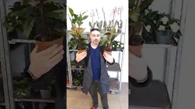 калатея руфибарба