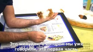 Морские свинки-система пищеварения у морских свинок