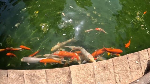 Знакомство с обезьянами в зоопарке Лимассола. Кипр. смотреть онлайн