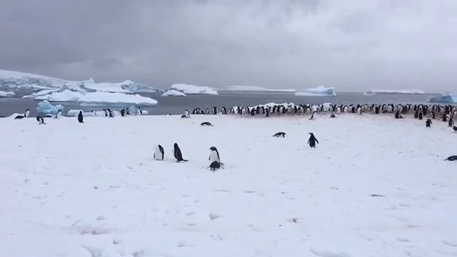 Time Lapse Adele Penguins Antarctica смотреть онлайн
