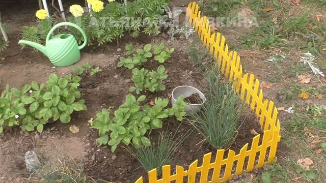 #Земляника/клубника мелкоплодная, пикировка после прямого посева в грунт,  11 августа 2016 год