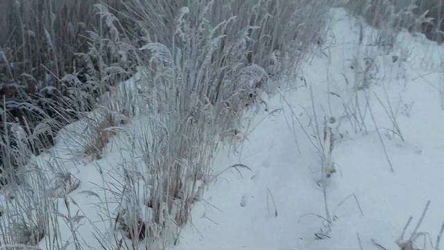 Зимняя рыбалка в Беларуси 2022. Ловля щуки в глухозимье на жерлицы. Ловля плотвы в Головачах. смотреть онлайн