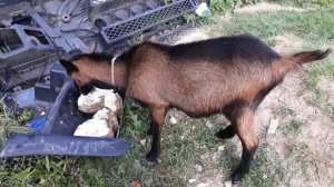 Козы и сахарная свекла