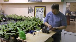 Сажаем семена огурцов на крепкую рассаду в кассете.