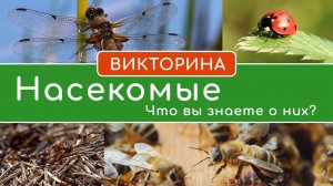 Викторина: Насекомые. Что вы знаете о них?